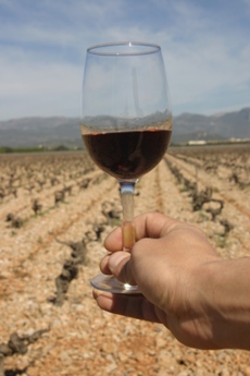 Mallorca Regional Wine - Balearic Islands - Agrifoodstuffs, designations of origin and Balearic gastronomy